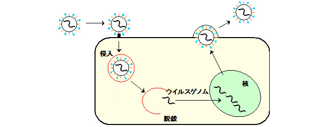 インフルエンザ感染と増殖機構