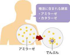 アミラーゼの働き