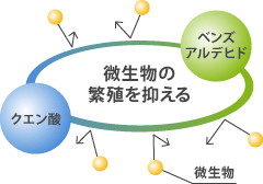 梅干しは微生物の繁殖を抑える