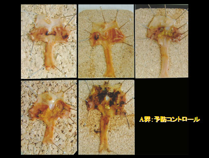A群:予防コントロール