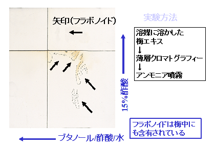 梅に含有されるフラボノイド（薄相クロマトグラフィーによる分析）