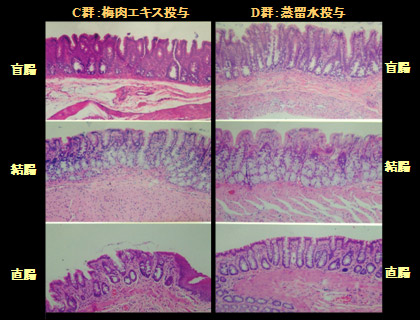 写真７：Ｃ群及びＤ群の大腸の組織学的所見